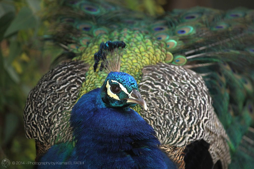 Peacock – Photography